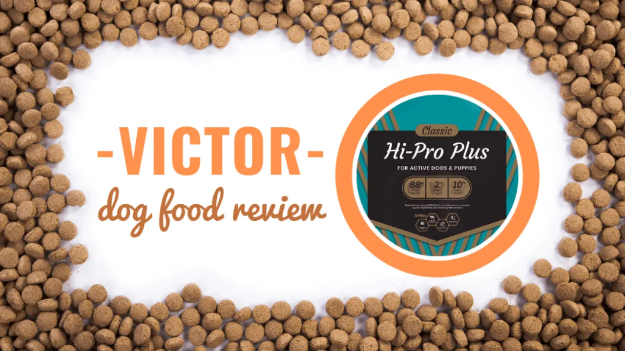 Victor Dog Food A Nutritious Choice for Your Canine Companion